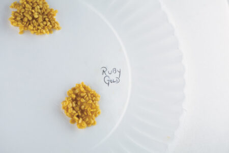 pile of yellow tomato seeds on a paper plate with ruby gold written next to it